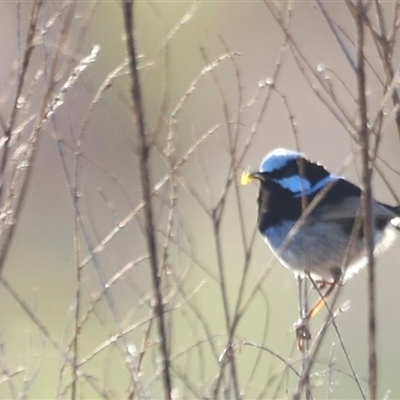 Malurus cyaneus (Superb Fairywren) at Fyshwick, ACT - 5 Oct 2024 by JimL