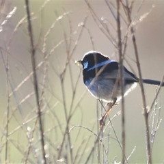 Malurus cyaneus at Fyshwick, ACT - 6 Oct 2024 07:30 AM