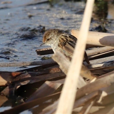 Poodytes gramineus (Little Grassbird) at Fyshwick, ACT - 6 Oct 2024 by JimL