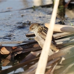 Poodytes gramineus at Fyshwick, ACT - 6 Oct 2024 07:42 AM