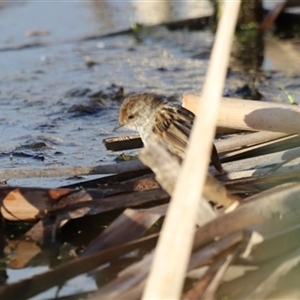 Poodytes gramineus at Fyshwick, ACT - 6 Oct 2024