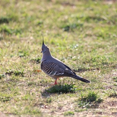 Ocyphaps lophotes (Crested Pigeon) at Fyshwick, ACT - 5 Oct 2024 by JimL