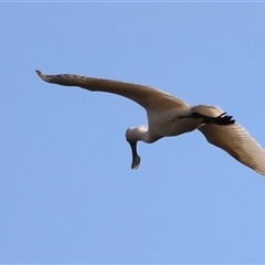 Platalea regia (Royal Spoonbill) at Fyshwick, ACT - 6 Oct 2024 by JimL