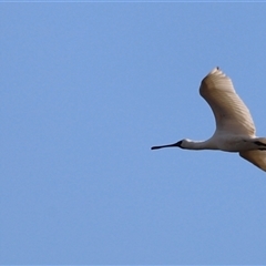 Platalea regia at Fyshwick, ACT - 6 Oct 2024