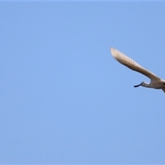 Platalea regia at Fyshwick, ACT - 6 Oct 2024