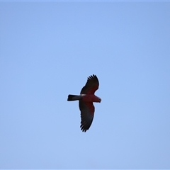 Eolophus roseicapilla (Galah) at Fyshwick, ACT - 6 Oct 2024 by JimL