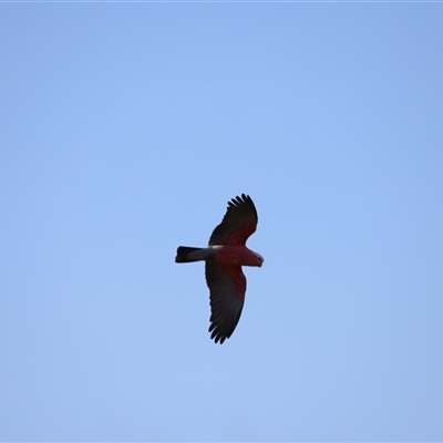 Eolophus roseicapilla (Galah) at Fyshwick, ACT - 5 Oct 2024 by JimL