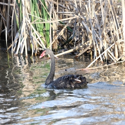 Cygnus atratus (Black Swan) at Fyshwick, ACT - 6 Oct 2024 by JimL