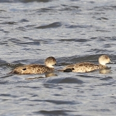 Anas gracilis (Grey Teal) at Fyshwick, ACT - 6 Oct 2024 by JimL