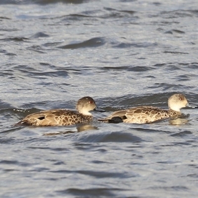 Anas gracilis (Grey Teal) at Fyshwick, ACT - 5 Oct 2024 by JimL