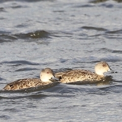 Anas gracilis at Fyshwick, ACT - 6 Oct 2024 08:06 AM