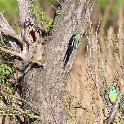 Psephotus haematonotus (Red-rumped Parrot) at Fyshwick, ACT - 6 Oct 2024 by JimL