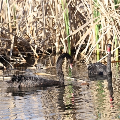 Cygnus atratus (Black Swan) at Fyshwick, ACT - 5 Oct 2024 by JimL