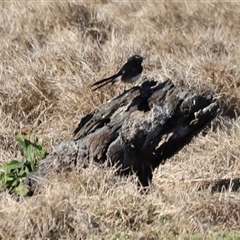 Rhipidura leucophrys (Willie Wagtail) at Fyshwick, ACT - 6 Oct 2024 by JimL