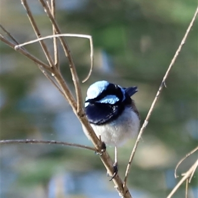 Malurus cyaneus (Superb Fairywren) at Fyshwick, ACT - 6 Oct 2024 by JimL