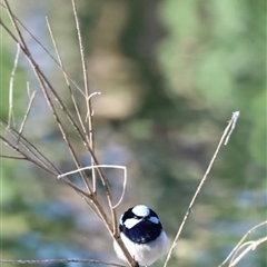 Malurus cyaneus at Fyshwick, ACT - 6 Oct 2024