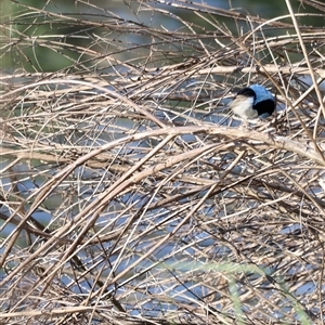 Malurus cyaneus at Fyshwick, ACT - 6 Oct 2024