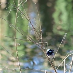 Malurus cyaneus at Fyshwick, ACT - 6 Oct 2024