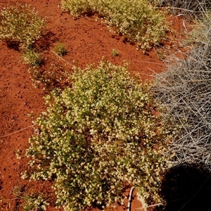 Unidentified Other Shrub at Gibson Desert North, WA by Paul4K