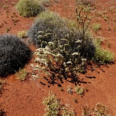 Ptilotus polystachyus at Gibson Desert North, WA - 29 Aug 2024 by Paul4K