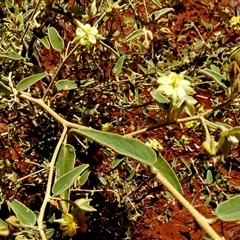 Unidentified Other Shrub at Gibson Desert North, WA - 29 Aug 2024 by Paul4K