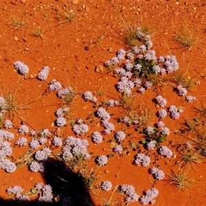 Ptilotus axillaris at Gibson Desert North, WA by Paul4K