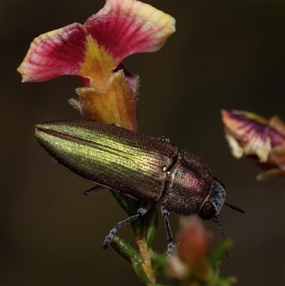 Melobasis propinqua (Propinqua jewel beetle) at Bruce, ACT - 4 Oct 2024 by amiessmacro