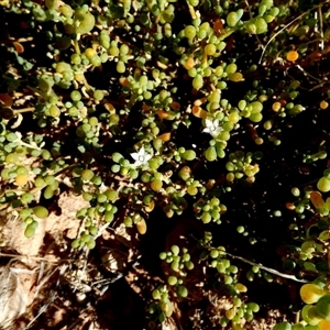 Unidentified Other Shrub at Telfer, WA by Paul4K