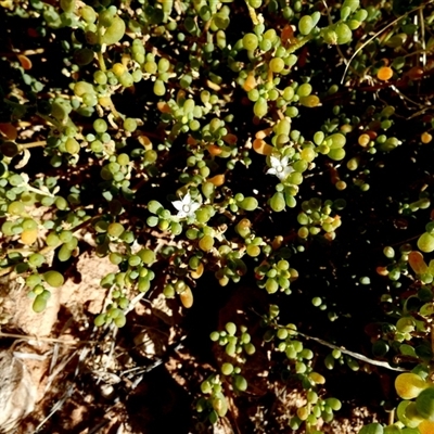 Unverified Other Shrub at Telfer, WA - 29 Aug 2024 by Paul4K