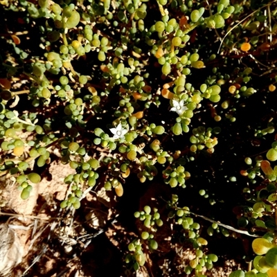 Unidentified Other Shrub at Telfer, WA - 29 Aug 2024 by Paul4K