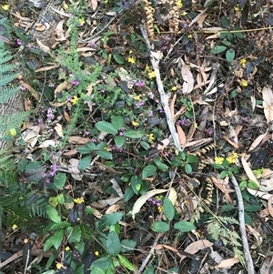 Hibbertia dentata at Murrah, NSW - 30 Sep 2024