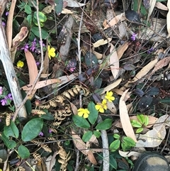 Hibbertia dentata at Murrah, NSW - 30 Sep 2024