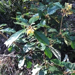 Pittosporum revolutum (Large-fruited Pittosporum) at Murrah, NSW - 30 Sep 2024 by ludomcferran