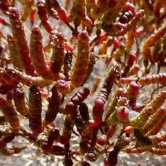 Tecticornia triandra at Telfer, WA - 29 Aug 2024 by Paul4K