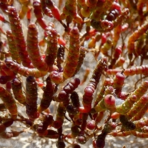 Tecticornia triandra at Telfer, WA by Paul4K