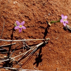 Unidentified Other Wildflower or Herb at Telfer, WA by Paul4K