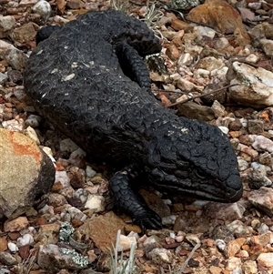 Tiliqua rugosa at Bungendore, NSW - suppressed