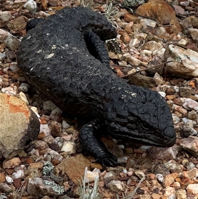 Tiliqua rugosa (Shingleback Lizard) at Bungendore, NSW - 6 Oct 2024 by yellowboxwoodland