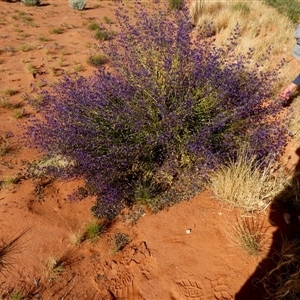 Unidentified Other Shrub at Telfer, WA by Paul4K