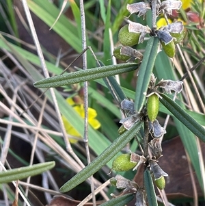 Hovea heterophylla at Gurrundah, NSW - 5 Oct 2024