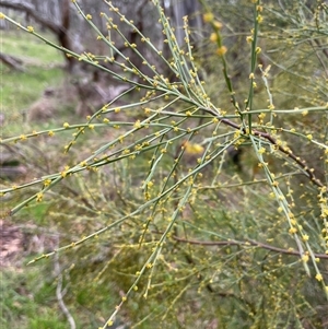 Exocarpos strictus at Gurrundah, NSW - 5 Oct 2024