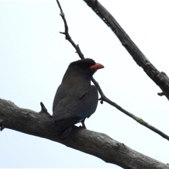 Eurystomus orientalis (Dollarbird) at Kambah, ACT - 6 Oct 2024 by HelenCross