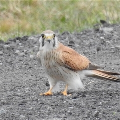 Falco cenchroides (Nankeen Kestrel) at Kambah, ACT - 5 Oct 2024 by HelenCross