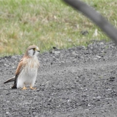 Falco cenchroides at Kambah, ACT - 6 Oct 2024