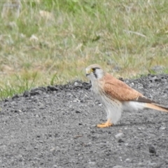 Falco cenchroides at Kambah, ACT - 6 Oct 2024