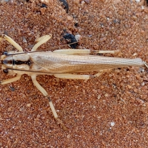 Unidentified Grasshopper, Cricket or Katydid (Orthoptera) at Telfer, WA by Paul4K