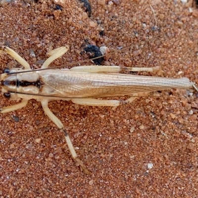 Unidentified Grasshopper, Cricket or Katydid (Orthoptera) at Telfer, WA - 29 Aug 2024 by Paul4K