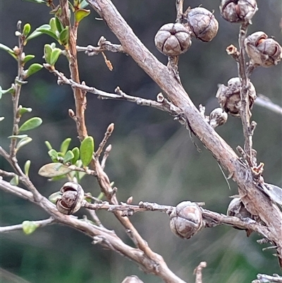 Leptospermum obovatum (River Tea Tree) at Gurrundah, NSW - 5 Oct 2024 by JaneR