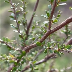 Leptospermum obovatum at Gurrundah, NSW - 5 Oct 2024