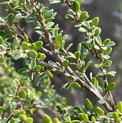 Leptospermum obovatum at Gurrundah, NSW - 5 Oct 2024